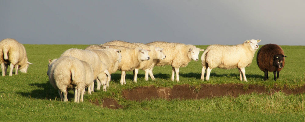 Swarte_Schaap_Training_19©StefanKrofft2017_aangepast_3.jpg