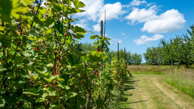 Nieuw Leven Texel wandeltuin besjes